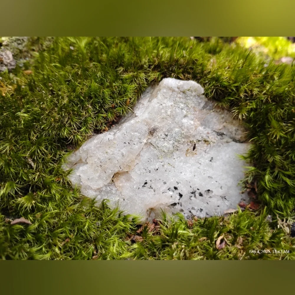Unharvested White Quartz - Picture 2 of 2